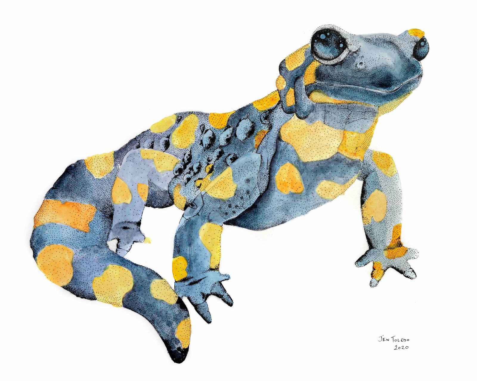 Fire Salamander | Jen Toledo